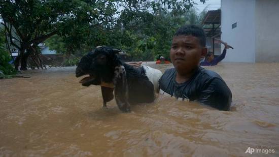 indonesia-flood-goat
